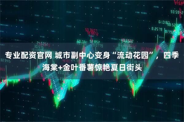 专业配资官网 城市副中心变身“流动花园”，四季海棠+金叶番薯惊艳夏日街头